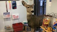 Une biche erre à l’intérieur d’une boutique de cadeaux