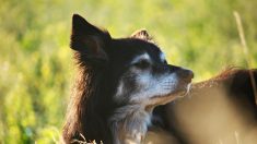 Une chienne de 9 ans allait être euthanasiée, mais à 45min de là une femme a ressenti le besoin d’aller au refuge