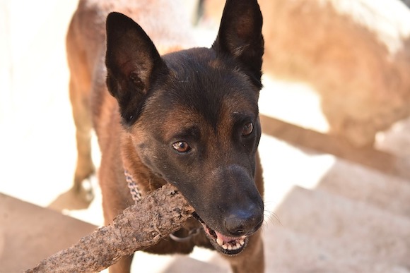 Un malinois a été sauvé de la maltraitance par l'association Les Amis de Sam. (Photo d'illustration : Pixabay)