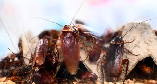 Des cafards en captivité dans un laboratoire du centre de recherche sur les maladies infectieuses de l'Institut Hospitalier Universitaire (IHU) Infection Méditerranéenne à Marseille, France, le 29 mars 2018. (Anne-Christine Poujoulat/AFP/Getty Images)
