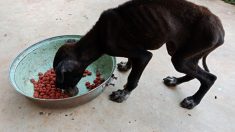 Un chien maigre jeté par-dessus la clôture d’un refuge par les propriétaires se voit accéder à un foyer permanent