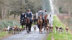 Cinq chasseurs en garde à vue suite à des incidents avec des militants anti chasse à courre