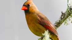 Une femme repère un cardinal jaune dans son jardin – « Une chance sur un million »