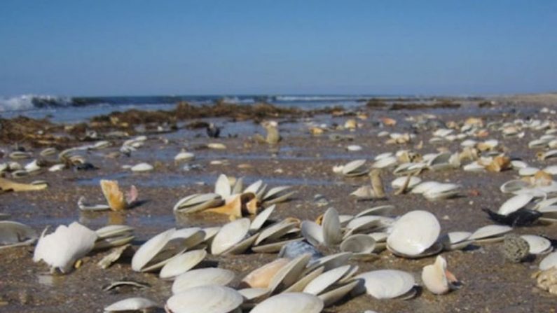 Coquillages, Shackleford Banks, Etats-Unis. (nps.gov)