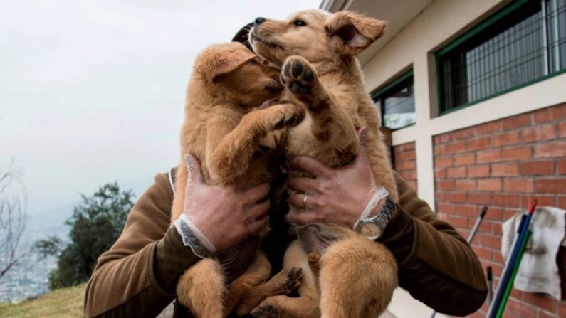 Le policier chilien Eduardo Parra prépare des chiots golden retriever âgés de 50 jours pour leur session de dressage à l'école canine de la police chilienne à Santiago, Chili, le 9 octobre 2018. (Martin Bernetti/AFP/Getty Images) 