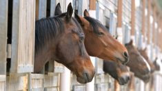 2 chevaux ont été repêchés d’un lac gelé après s’être échappés d’une écurie