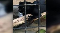 Le zoo de l’Arizona dit que le jaguar qui a attaqué une femme ne sera pas abattu