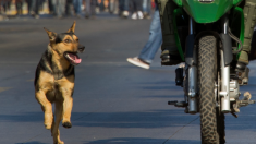 Un motocycliste ivre et un chien s’affrontent pendant 30 minutes