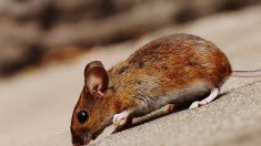 Seine-et-Marne : Il boit un Coca et découvre ensuite une souris à l’intérieur de la canette