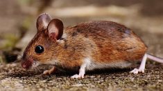 Hauts-de-Seine: elle retrouve une souris vivante dans l’emballage du pain qu’elle allait acheter