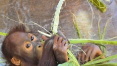 Un Russe arrêté à Bali avec un orang-outan drogué dans sa valise