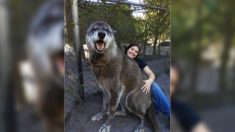 Une triste nouvelle concernant un chien-loup géant nommé Yuki, qui avait été sauvé d’un centre d’euthanasie