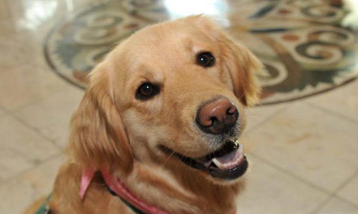 Liberty, un golden retriever de Hasbrouck Heights, au New Jersey (États-Unis) est un chien de thérapie qui se rend dans les hôpitaux pour réconforter les patients. La chienne aide également les écoliers à améliorer leurs compétences dans la lecture en agissant comme un auditeur encourageant. (Milk Bone)