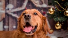 Un golden retriever rencontre son nouveau frère chiot, et est ravi de l’accepter dès leur premier «nez-à-nez»