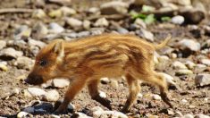 Nénette est sauvée : le sanglier apprivoisé de l’Eure ne sera finalement pas abattu