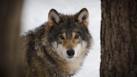 84 % des Français sont en faveur de la protection des loups