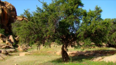 [Vidéo] – Un homme a une grosse surprise alors qu’il découpe à la tronçonneuse un arbre déraciné