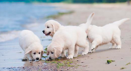 La femme filmée en train de jeter 7 chiots à la poubelle vient d’avoir de mauvaises nouvelles