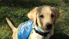 Un chiot labrador, futur guide d’aveugles, refoulé au Tribunal de Grande Instance de Lyon