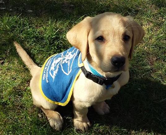 Pongo, futur chien guide d'aveugles. (Photo Association de chiens Guides d'Aveugles de Lyon et du Centre Est/ Facebook)