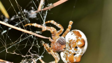 Un Australien trouve une « araignée-sushi » à l’allure bizarre dans l’escalier