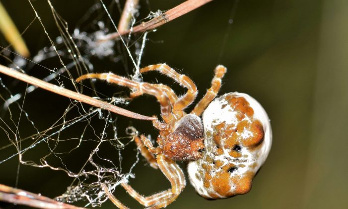 Une araignée Cladomelea debeeri (Pixabay)
