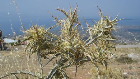 À 24 ans, il transforme les sols arides en terres fertiles en plantant 8000 arbres sur sa ferme