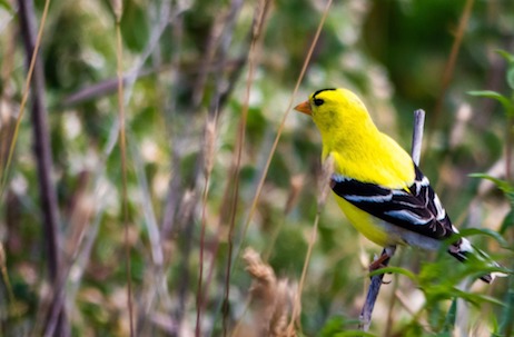 En France, tous les passereaux sont protégés. Capture, détention, transport et commercialisation de spécimens issus du milieu naturel constituent un délit passible de 150 000 euros d'amende et deux ans de prison. ( Photo d'illustration : Chardonneret. Pixabay)