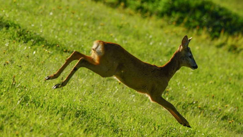 Le chevreuil a ensuite été remis dans la nature - Image d'illustration (Crédit : Pixabay)