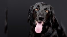 Trop impatient de voir son jeune maître, un chien se rend à son école pour le regarder par la fenêtre