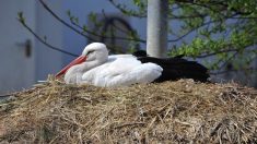 Moselle: une cigogne tue un de ses petits en direct, faisant réagir les réseaux sociaux