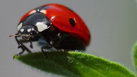 À Caen, on distribue gratuitement des coccinelles pour remplacer les pesticides… depuis les années 1980 !