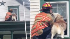 Un husky remercie un pompier de la façon la plus adorable qui soit après avoir été secouru sur le toit de sa maison