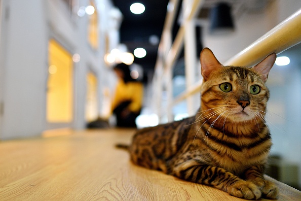 -Selon l’étude les chats qui vivent plus au nord dans notre hémisphère ont davantage de risques d'être contaminés par des pathogènes lors de sorties extérieures. Photo MANAN VATSYAYANA / AFP / Getty Images.