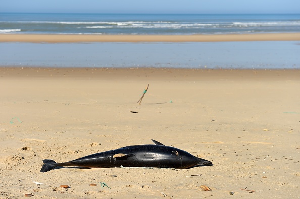 (Photo : NICOLAS TUCAT/AFP/Getty Images)