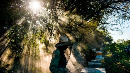 A Cuba, les abeilles butinent heureuses et leur miel ravit l’Europe