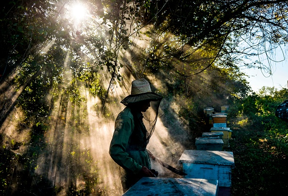 -Un apiculteur travaille dans un rucher à Navajas, dans la province de Matanzas, à Cuba, le 21 mars 2019. Dans les montagnes de la province de Matanzas, dans l'ouest de Cuba, les abeilles ne consomment pas d'agro toxiques, bénéficient d'une alimentation riche en fleurs sauvages et produisent un miel de haute qualité. Photo de YAMIL LAGE / AFP / Getty Images.