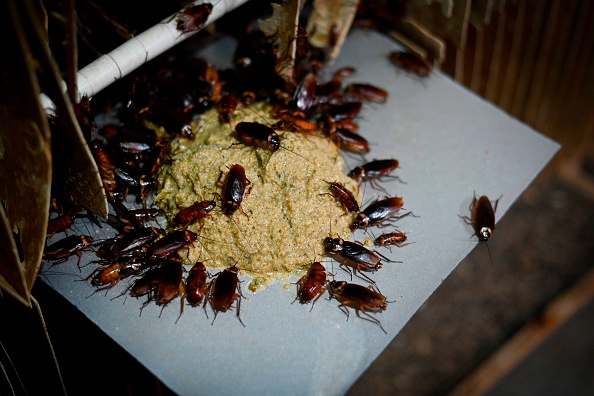 -Cette photo prise le 25 mars 2019 montre des cafards mangeant des aliments dans une ferme de gardons à Yibin, dans la province du Sichuan, dans le sud-ouest de la Chine.  Photo WANG ZHAO / AFP / Getty Images.