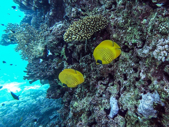 -Une photo prise le 4 avril 2019 montre des poissons nageant au large de la station balnéaire d'Hurghada, en Égypte, sur la mer Rouge. Dans les eaux turquoises éblouissantes au large de la côte égyptienne de la mer Rouge, les plongeurs nagent dans de délicates méduses roses et admirent le corail. Le tourisme en pleine expansion est inquiétant pour le fragile écosystème marin. Photo de Mohamed el-Shahed / AFP / Getty Images.