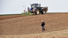 Après la sécheresse de 2018, des signaux alarmants début 2019