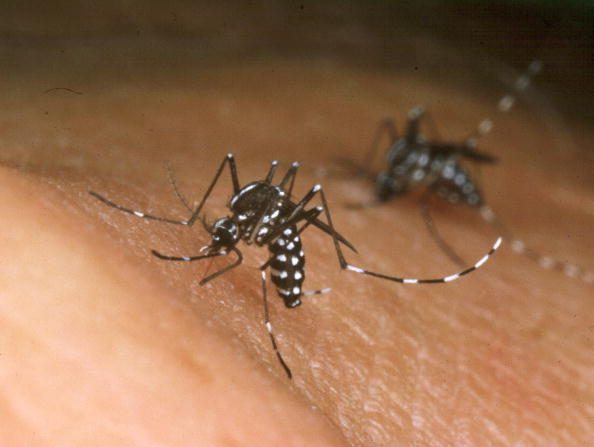 (Jack Leonard/New Orleans Mosquito and Termite Control Board/Getty Images)