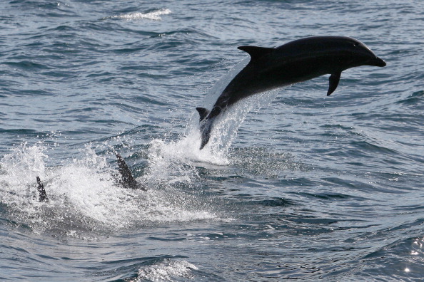 -Selon l'Observatoire Pelagis, spécialisé dans les mammifères et oiseaux marins. Beaucoup seraient victimes de captures accidentelles des pêcheurs. Photo de David McNew / Getty Images.