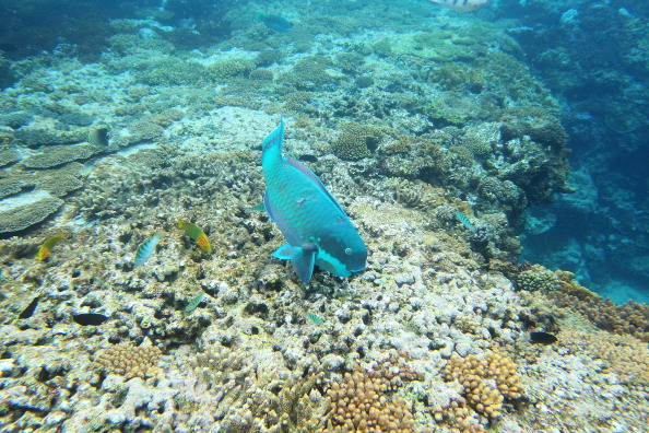 -Un poisson perroquet se nourrit du corail à Lady Elliot Island, Australie. Lady Elliot Island est l’une des trois stations balnéaires du parc marin de la Grande barrière de corail. Photo de Mark Kolbe / Getty Images.