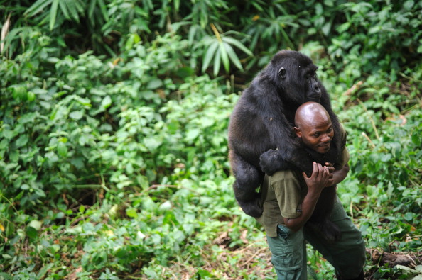 (PHIL MOORE/AFP/Getty Images)