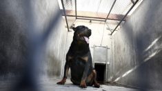 OISE – Une enfant de trois ans grièvement blessée par un chien rottweiler