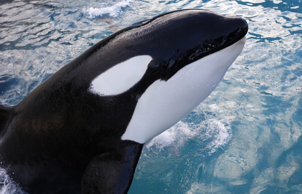  Le parc marin de Marineland à Antibes, dans le sud-est de la France, a été visé par une plainte pour "cruauté" envers un de ses orques. La plainte a été déposée au parquet de Grasse par l'association One Voice.  (Photo : VALERY HACHE/AFP/Getty Images)