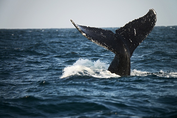 Un rorqual à bosse du Pacifique Sud aperçu à la surface de l'océan Pacifique.   (Photo : CRIS BOURONCLE/AFP/Getty Images)