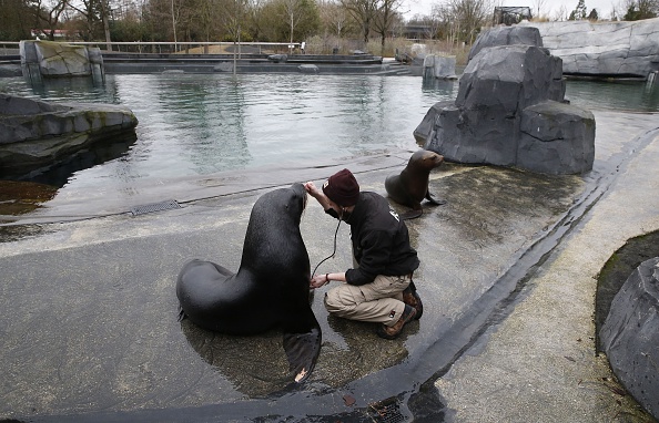 -Un gardien effectue un bilan de santé des lions de mer lors d'une visite dans les coulisses du zoo de Vincennes à Paris le 4 février 2016. Photo PATRICK KOVARIK / AFP / Getty Images.