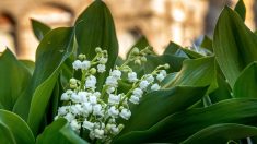 50 à 60 millions de brins de muguet « porte-bonheur » prêts pour le 1er mai