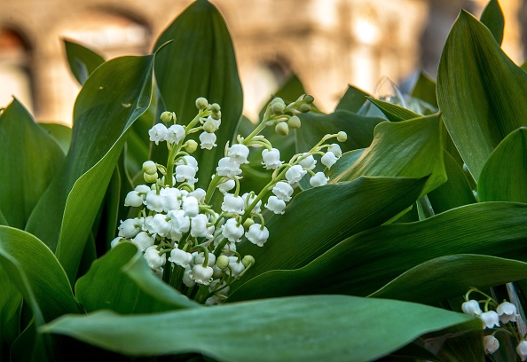  Il existe une tradition selon laquelle un brin de muguet à 13 clochettes porterait bonheur. (Photo : PHILIPPE HUGUEN/AFP/Getty Images)